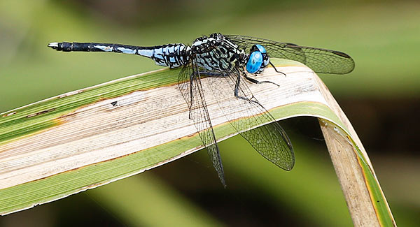 Acisoma variegatum